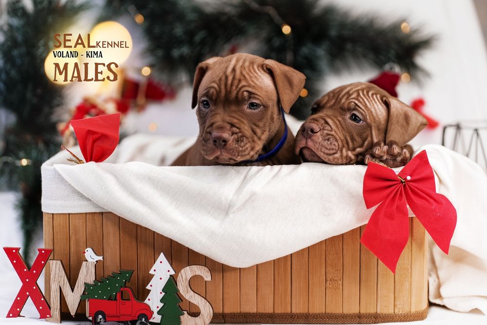 Щенки питбуля от самого титулованого кобеля в мире