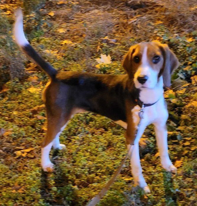 Естонська гонча вижловка