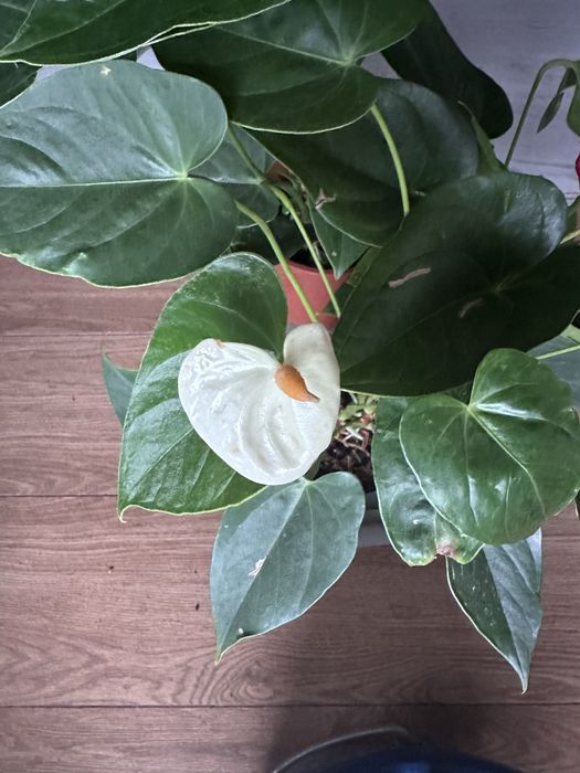 Антуріум, кімнатні рослини