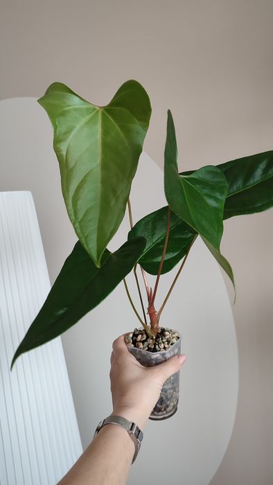 Anthurium portillae