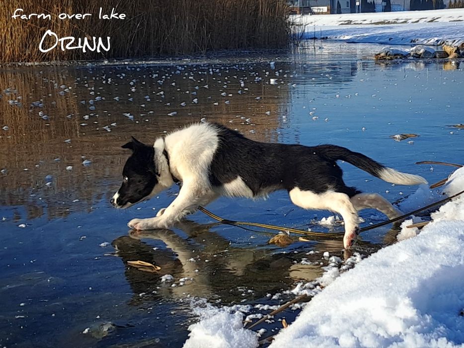 Suczka Border Collie ZKwP FCI7