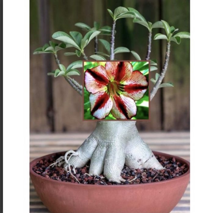 Комнатные цветы адениум