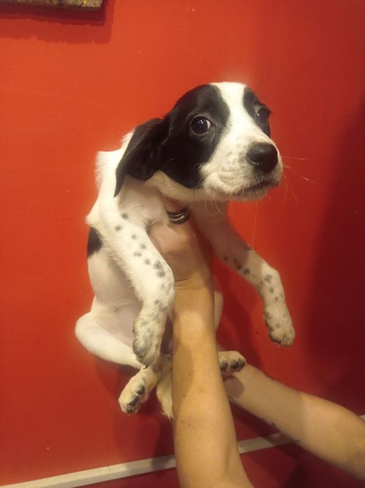 Гарнюня дівчинка долматинка