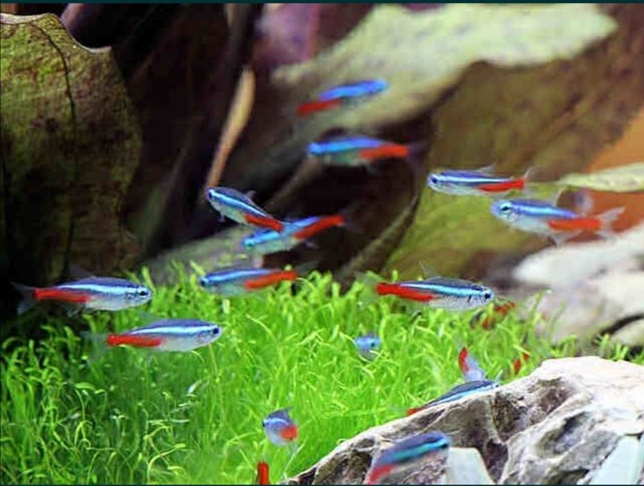 Акваріумний набір з рибками 7л | Безкоштовна доставка під ключ