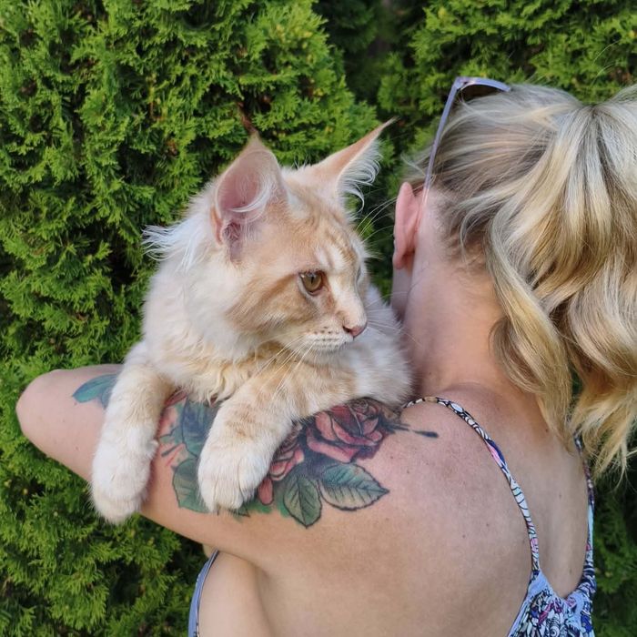 Maine Coon kocurek z rodowodem