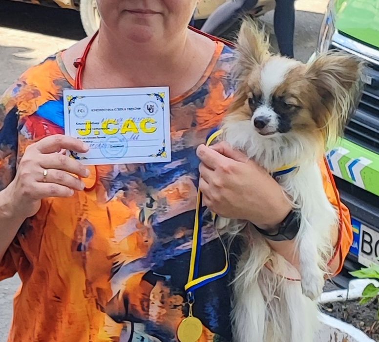 Папійон папільон цуценята.