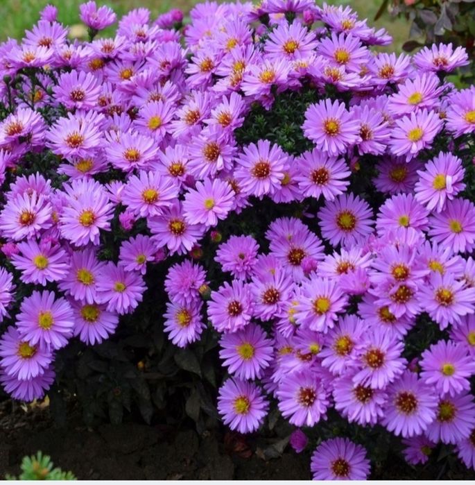 Trytoma groniasta, aster krzaczasty