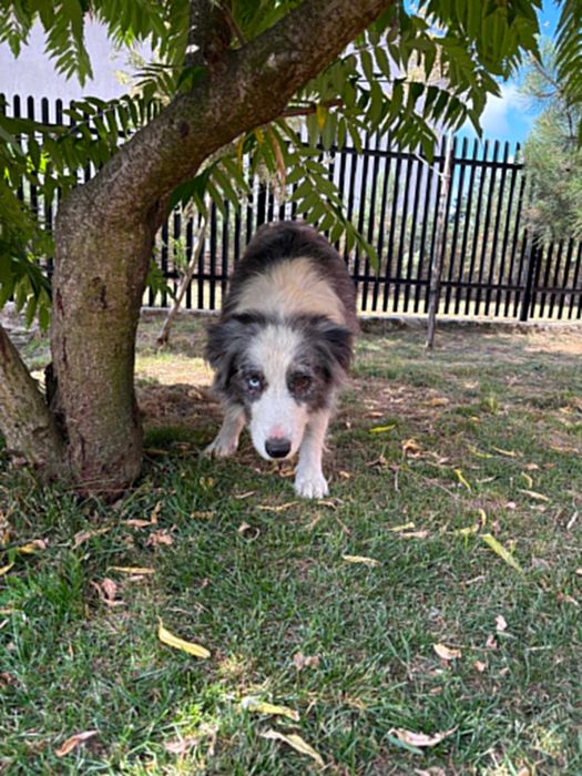 border collie sunia blue niebieskie oczko badania