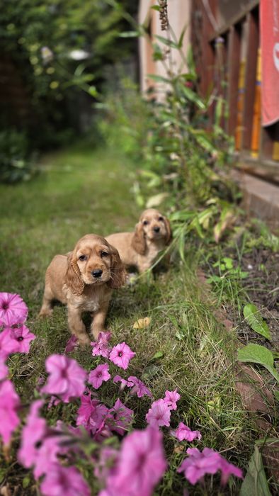 Cocker Spaniel Angielski chłopaki