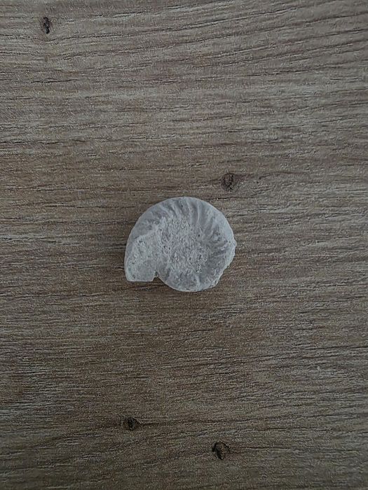 Skamieniałość Amonit