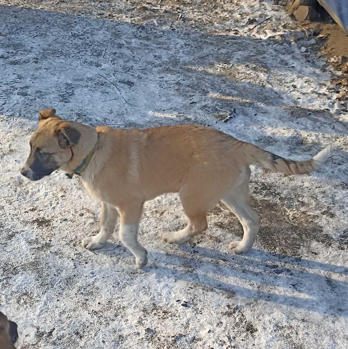 Щенок 4 мес девочка.