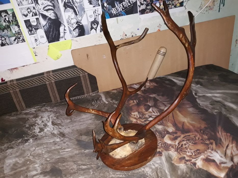 Продам рога оленя