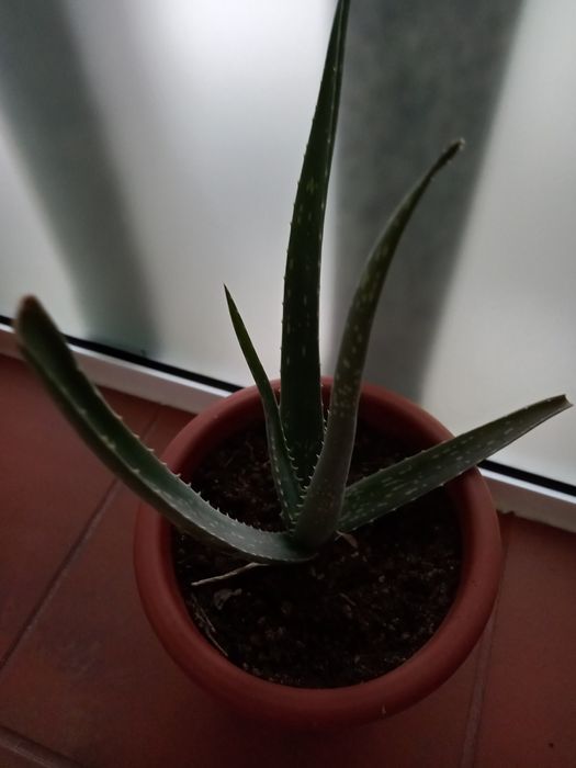 Duas plantas em vaso, aloe vera e espada de Santa Barbara