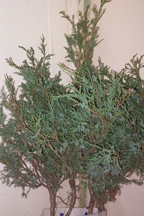 Ялівець. Можжевельнік. Туя. Зелений кущ.
Ялівець. Можжевельник.
Ялівец