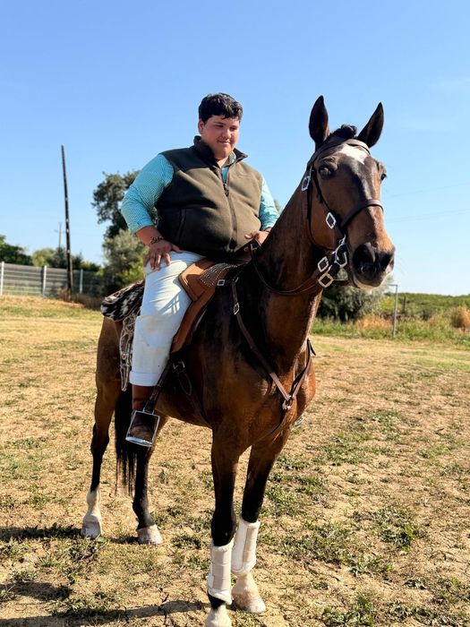 Cavalo cruzado lusitano