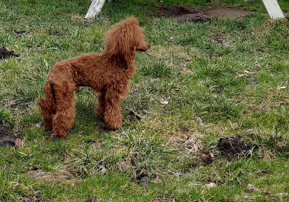 Пудель цуценята ред Браун.