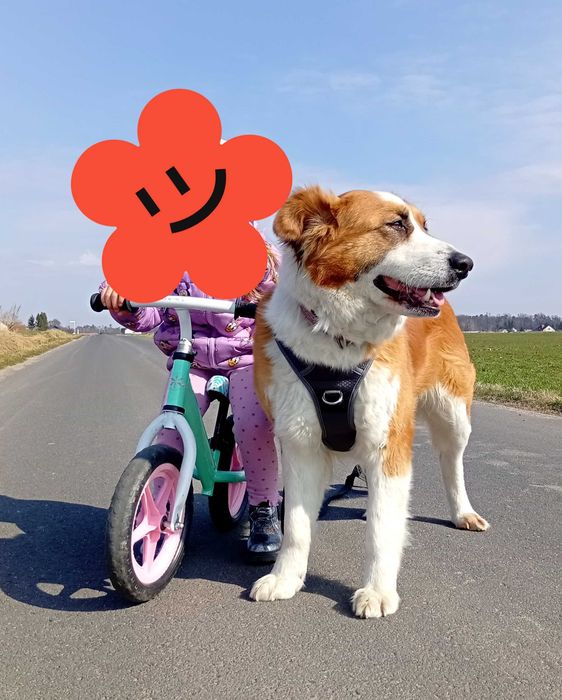 Pilnie szukamy domu dla Beni