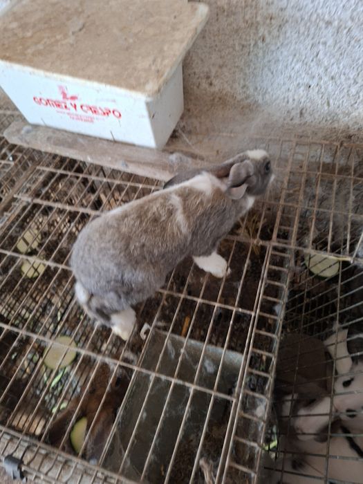Coelhos pequenos