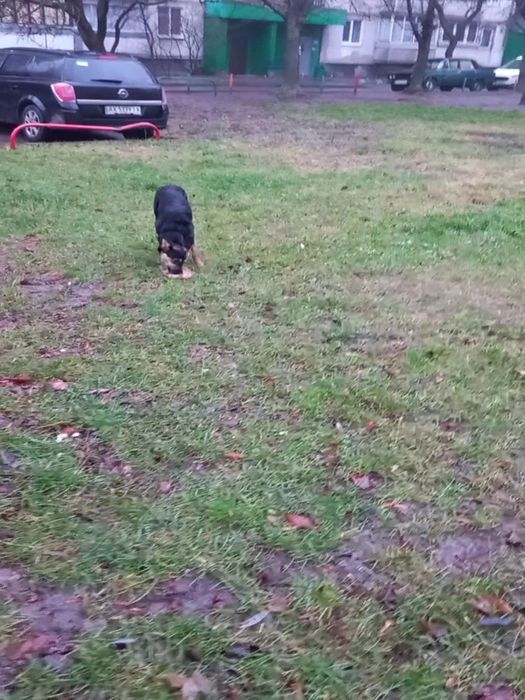 Замечена собака. Новые дома