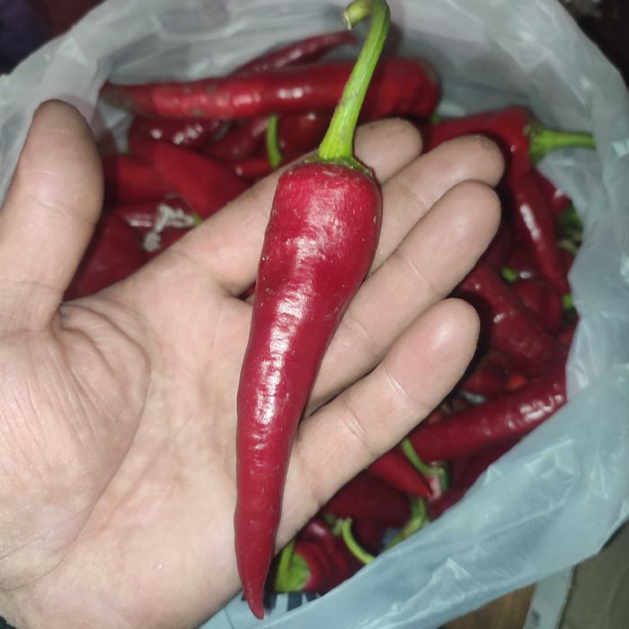 Продам гострий перець
