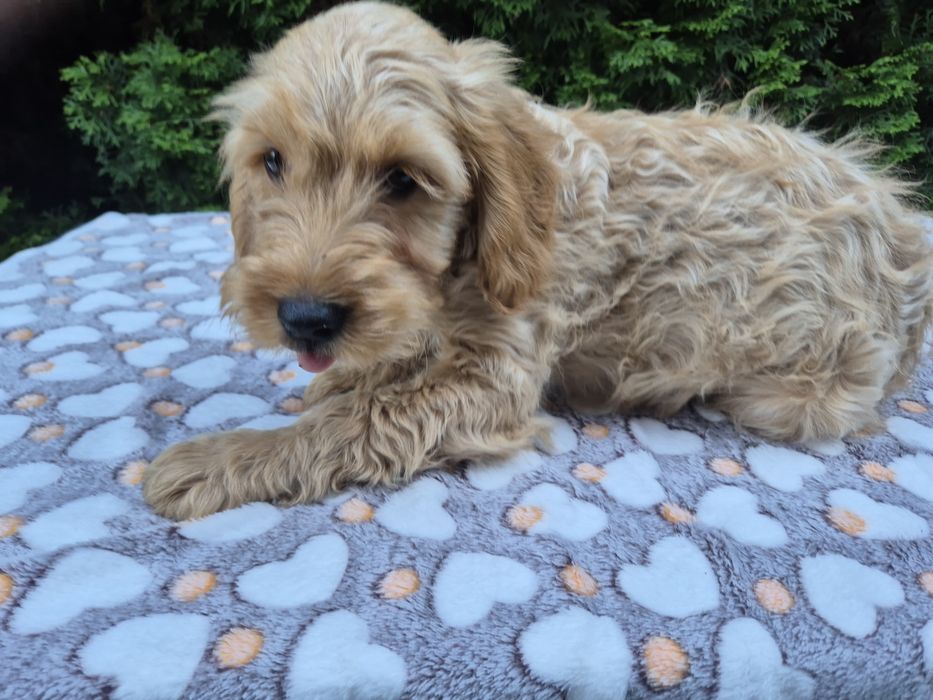 Cockapoo piesek .