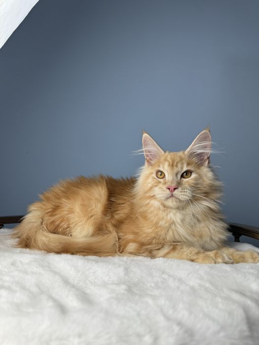 Рыжий мальчишка крупный 4  месяца мейн кун