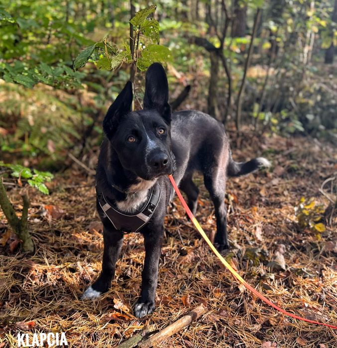 8 miesięczna duża suka do adopcji