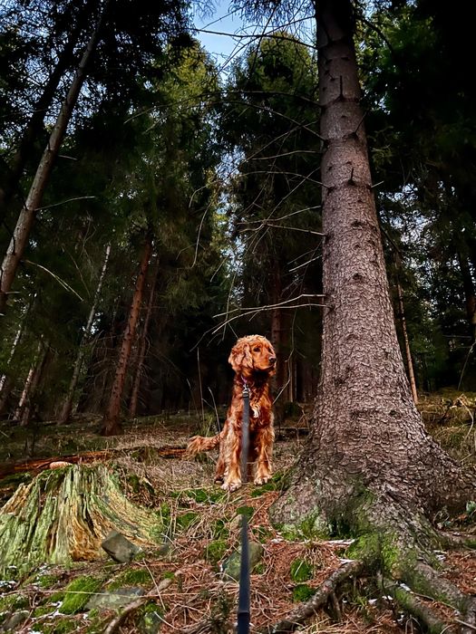 Cocker Spaniel z rodowodem 4 letni