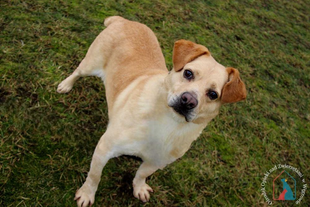 PIĘKNY, większy, wesoły i towarzyski - ma przepiękny uśmiech