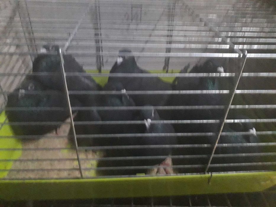 Gołębie pocztowe obroczkowan czarne