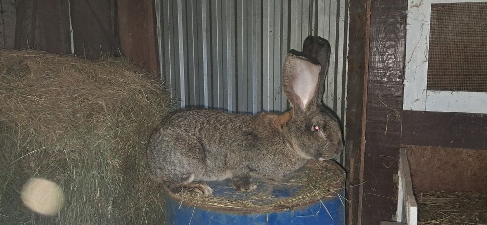 Olbrzym belgijski Samiec