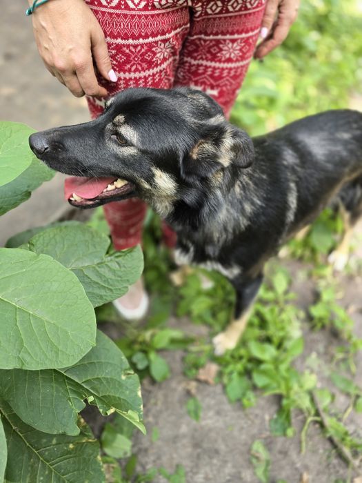 Песик в добрі ручки!