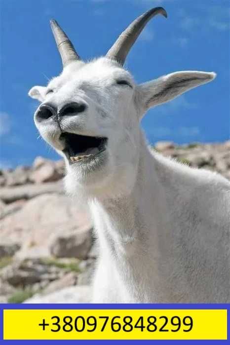 Продаётся козёл зааненской породы