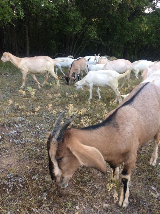 Англонубийские козы