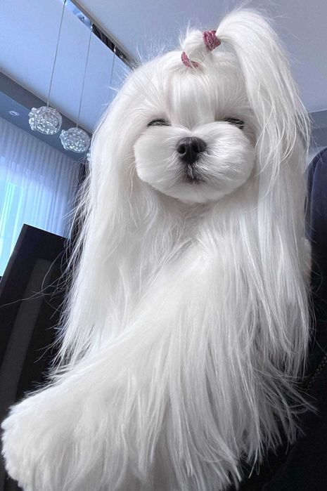 Prześlicznej urody piesek