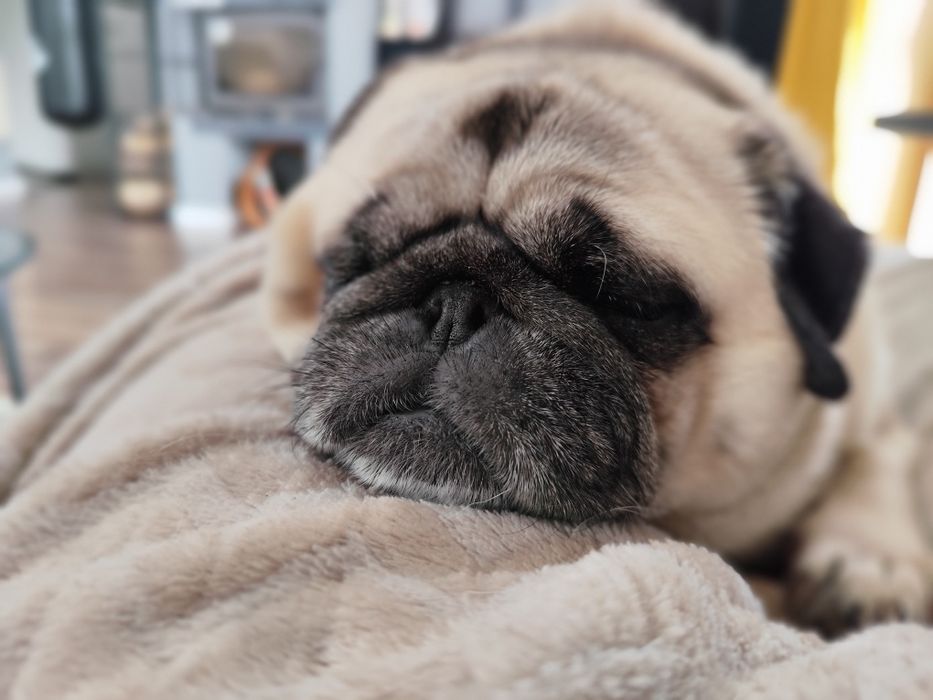 Kameralny hotel dla zwierząt. Opieka nad psami, kotami i innymi.