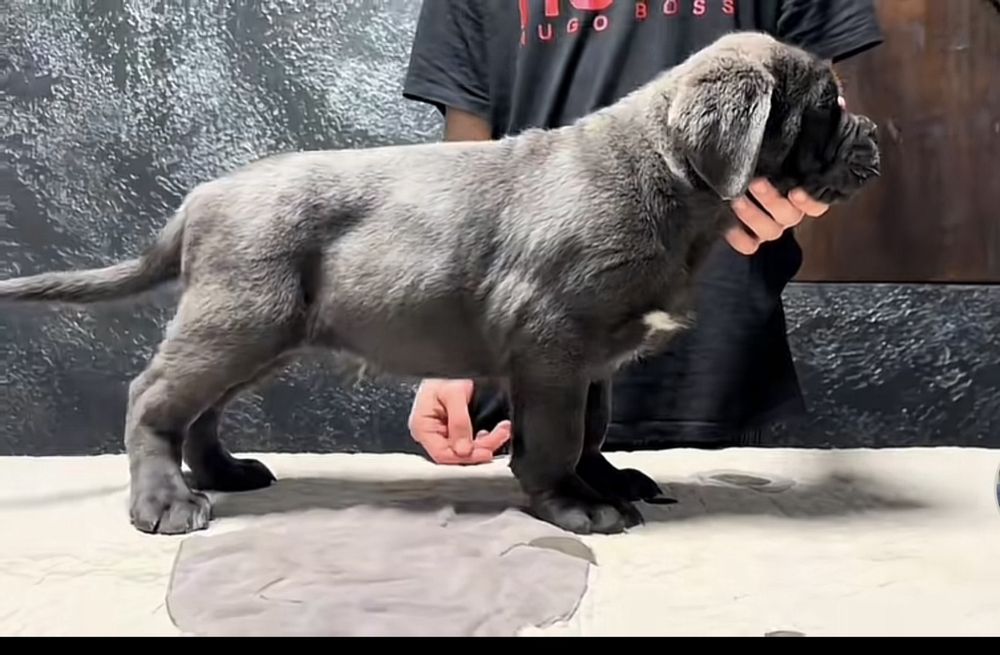 Продам щенков Кане Корсо