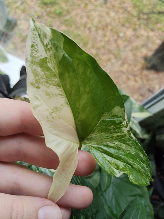 Сингоніум. Кімнатні рослини