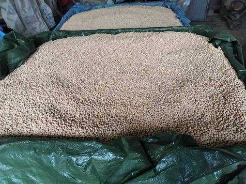 Łubin karo           .