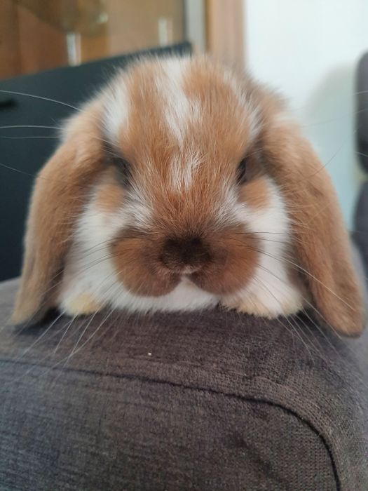 Króliki baranek miniaturka karzełek mini lop. Cena CAŁKOWITA.