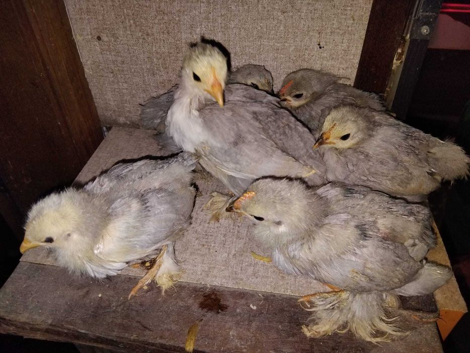 Pekins Lavanda Pintos