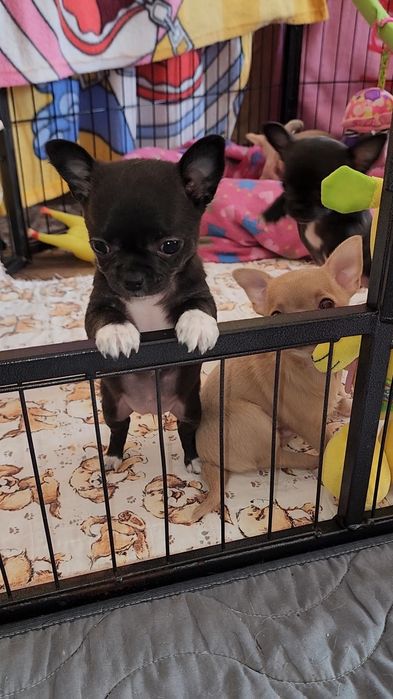 Щенки Чихуахуа!!!