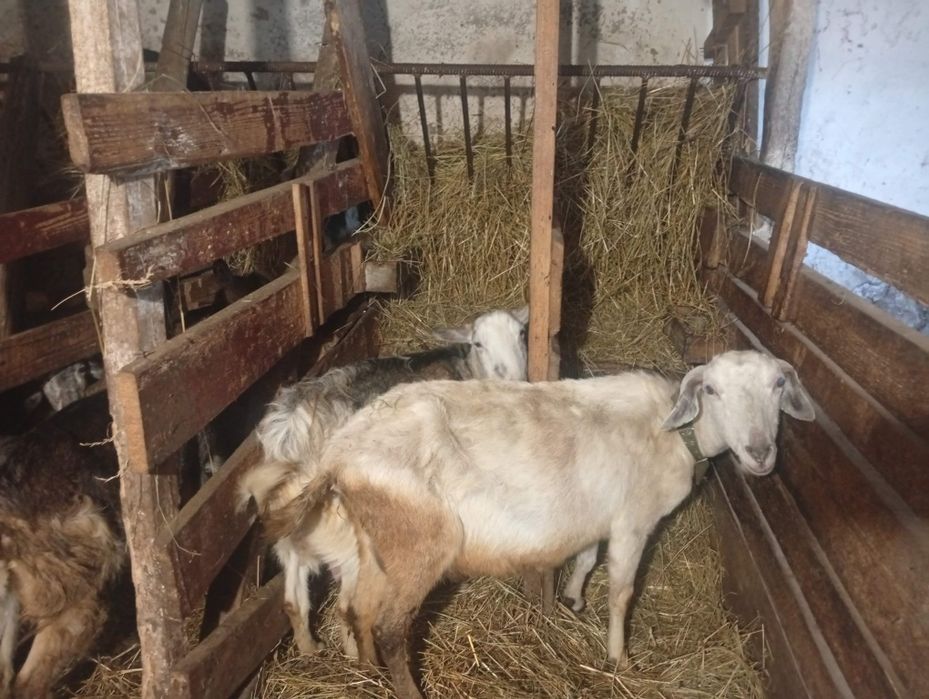 Продам козу.4 роки.
Коза велика в їді не вибаглива.
Порода : 50 %заане