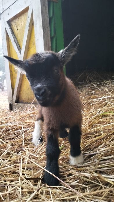 Cabritos anões bebés