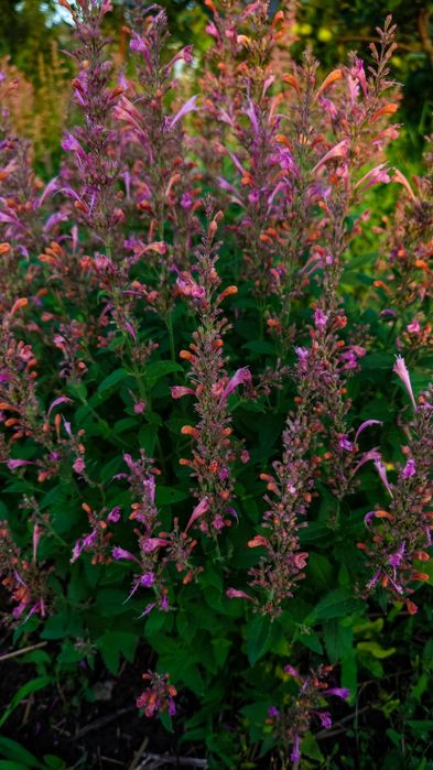 Семена, насіння Лофант тибетский, Многоколосник морщинистый