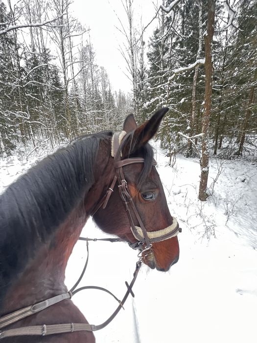 Dzierżawa koni  współpraca