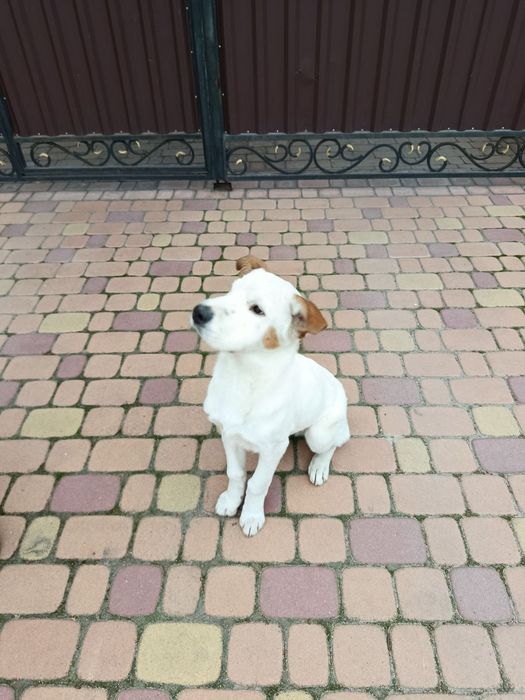 Найдена собака в Запорожье