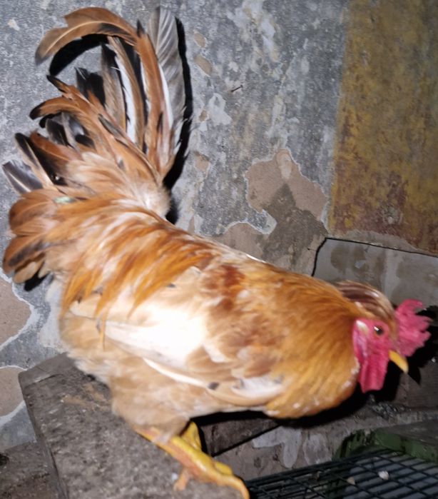 Troco 2 Galos  "Chines" Garnize por frangas ou galinhas por ovos