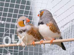 Mandarins de várias cores