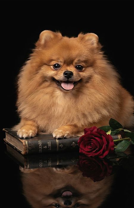 Хлопчик вирощений з великою любов'ю.